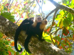 Western coast of Costa Rica, white faced capuchin monkeys